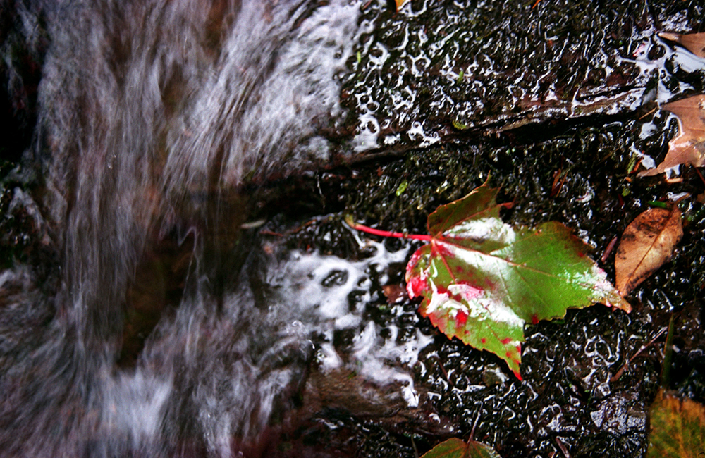 101904 grotto falls leaf