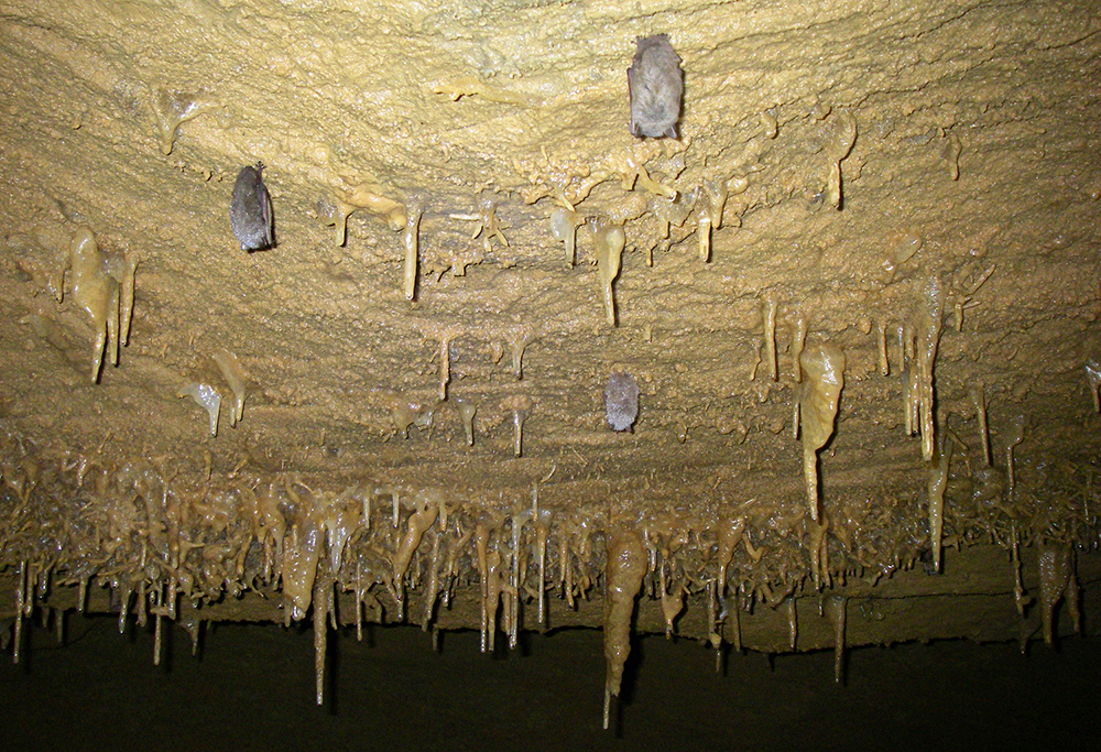 Sites Cave